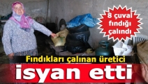 Fındıkları çalınan üretici isyan etti