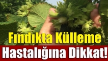 Fındıkta külleme hastalığına dikkat!