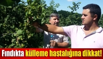 Fındıkta külleme hastalığına dikkat!