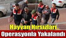 Hayvan Hırsızları Operasyonla Yakalandı