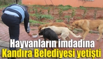 Hayvanların imdadına Kandıra Belediyesi yetişti