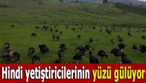 Hindi yetiştiricilerinin yüzü gülüyor