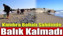 Kandıra Babalı sahilinde balık kalmadı