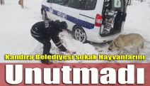 Kandıra Belediyesi sokak hayvanlarını unutmadı