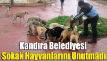 Kandıra Belediyesi Sokak Hayvanlarını Unutmadı