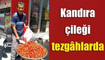 Kandıra çileği tezgâhlarda