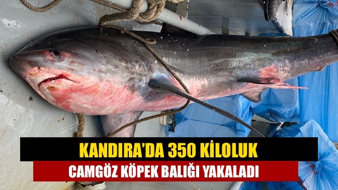 Kandıra’da 350 kiloluk camgöz köpek balığı yakaladı