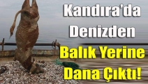 Kandıra’da Denizden balık yerine dana çıktı!