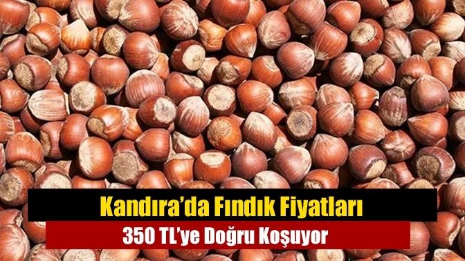 Kandıra’da Fındık Fiyatları 350 TL’ye Doğru Koşuyor