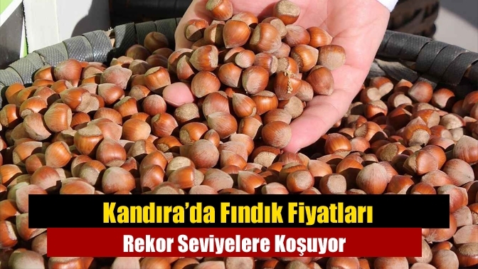Kandıra’da Fındık Fiyatları Rekor Seviyelere Koşuyor