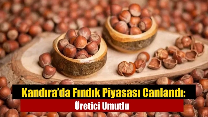 Kandıra’da Fındık Piyasası Canlandı: Üretici Umutlu