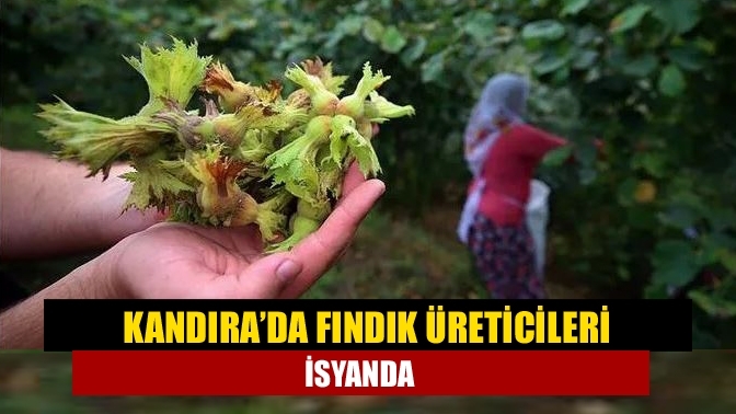 Kandıra’da Fındık üreticileri isyanda