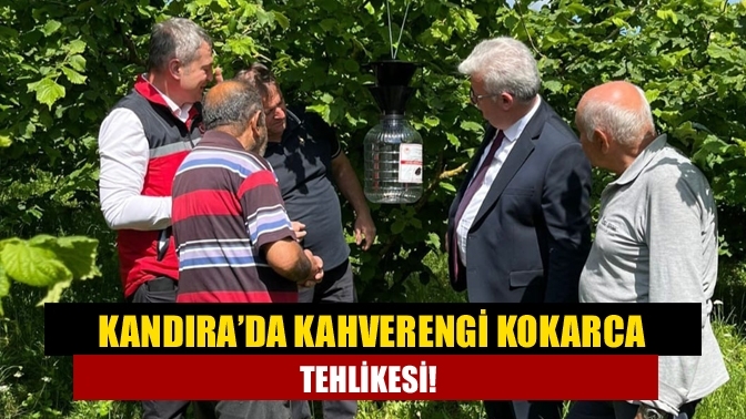 Kandıra’da Kahverengi Kokarca Tehlikesi!