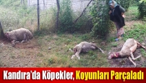 Kandıra’da Köpekler, Koyunları Parçaladı