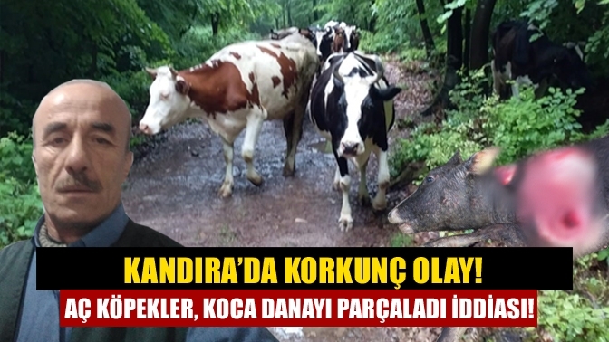 Kandıra’da korkunç olay! Aç köpekler, koca danayı parçaladı iddiası!