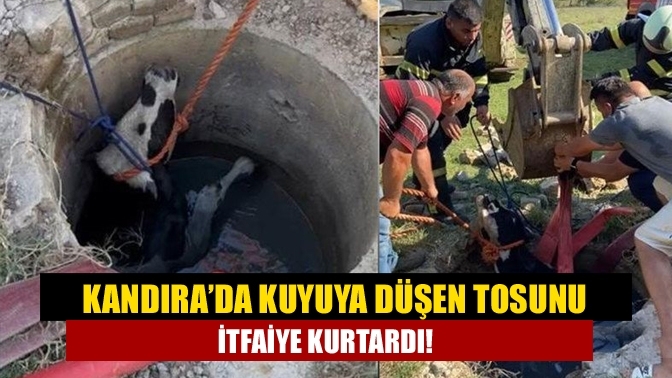 Kandıra’da Kuyuya Düşen Tosunu İtfaiye Kurtardı!