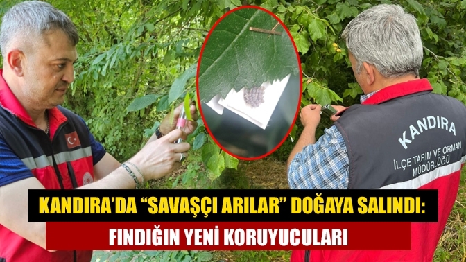 Kandıra’da “Savaşçı Arılar” Doğaya Salındı: Fındığın Yeni Koruyucuları