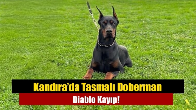 Kandıra’da Tasmalı Doberman Diablo Kayıp!