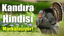 Kandıra hindisi markalaşıyor!