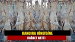 Kandıra hindisine rağbet arttı