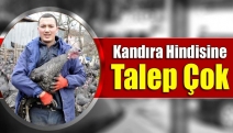 Kandıra hindisine talep çok