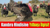 Kandıra hindisine yılbaşı ilgisi!