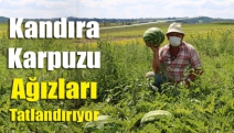 Kandıra Karpuzu ağızları tatlandırıyor