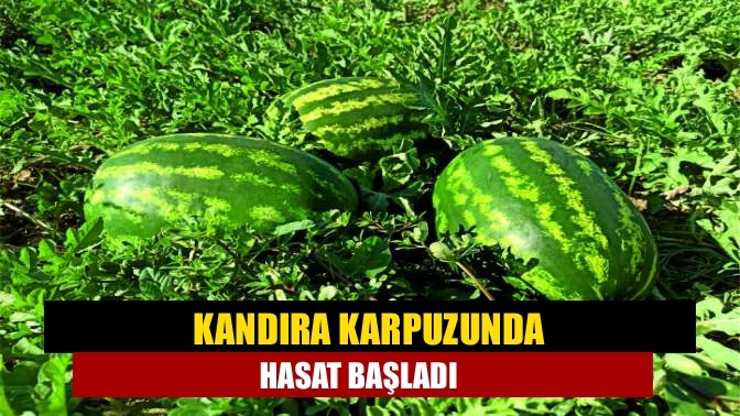 Kandıra karpuzunda hasat başladı