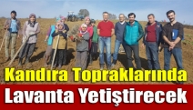 Kandıra topraklarında lavanta yetiştirecek