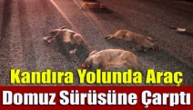 Kandıra Yolunda Araç Domuz Sürüsüne Çarptı