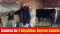 Kandıra'da 4 Büyükbaş Hayvan Çalındı