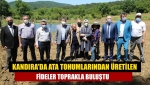 Kandıra'da ata tohumlarından üretilen fideler toprakla buluştu