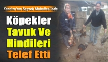 Kandıra'da Başıboş Köpekler Tavuk ve Hindileri Telef Etti