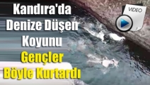 Kandıra'da Denize Düşen Koyunu Gençler Böyle Kurtardı