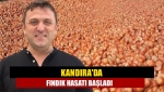 Kandıra'da fındık hasadı başladı