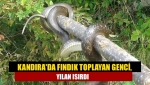 Kandıra'da Fındık toplayan genci, yılan ısırdı