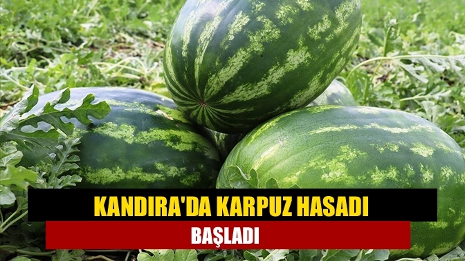 Kandıra'da karpuz hasadı başladı
