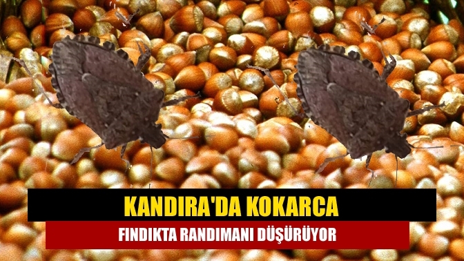 Kandıra'da Kokarca Fındıkta randımanı düşürüyor