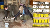 Kandıra'da Köpeklerin saldırdığı karaca tedavi altına alındı