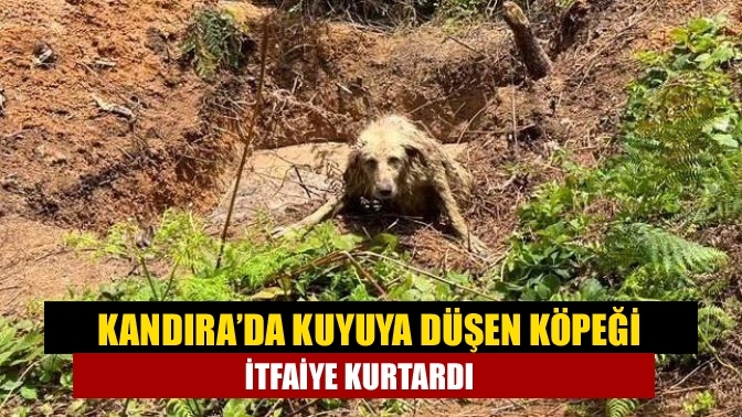 Kandıra'da Kuyuya düşen köpeği itfaiye kurtardı