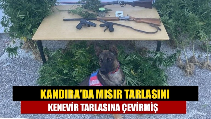 Kandıra'da mısır tarlasını kenevir tarlasına çevirmiş