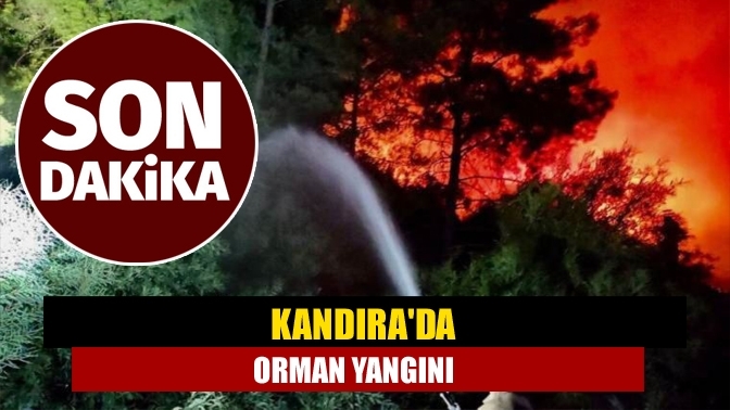 Kandıra'da Orman Yangını