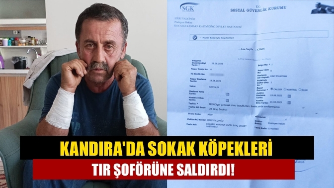 Kandıra'da sokak köpekleri TIR şoförüne saldırdı!