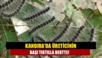 Kandıra'da Üreticinin başı tırtılla dertte!