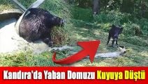 Kandıra'da yaban domuzu kuyuya düştü