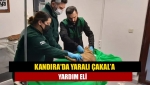 Kandıra'da Yaralı çakal’a Yardım Eli