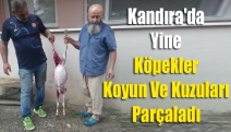 Kandıra'da yine köpekler Koyun ve Kuzuları Parçaladı