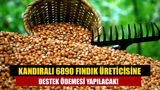 Kandıralı 6890 Fındık Üreticisine Destek Ödemesi Yapılacak!