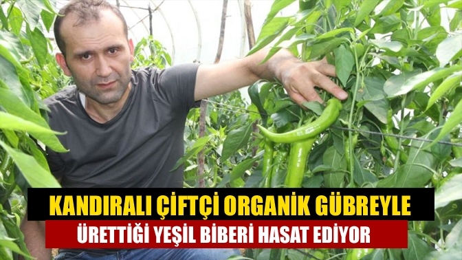 Kandıralı çiftçi organik gübreyle ürettiği yeşil biberi hasat ediyor