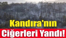 Kandıra'nın ciğerleri yandı!